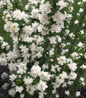 Philadelphus lewisii ‘Pearls of Perfume’ (Mock Orange)