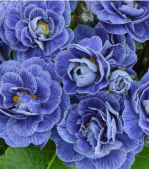 Primula Belarina ‘Baltic Blue’ (Primrose)