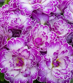 Primula Belarina ‘Lively Lilac’ (Primrose)
