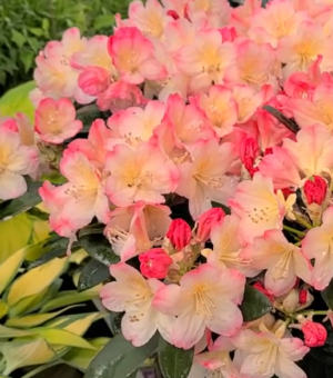 Rhododendron yaku ‘Percy Wiseman’
