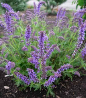 Salvia Feathers Peacock