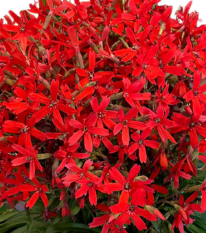 Silene ‘Forged by Fire’