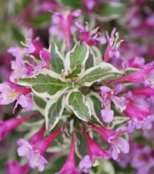 Weigela florida ‘My Monet Purple Effect’