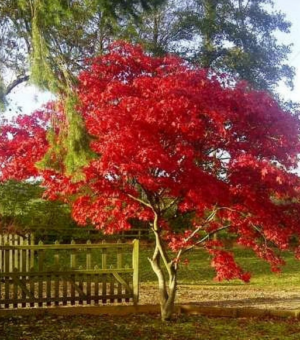Acer japonicum’ Fireglow‘