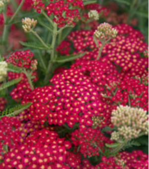 Achillea ‘Paprika’ (Yarrow)