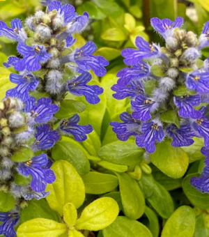 Ajuga Feathered Friends ‘Cordial Canary’