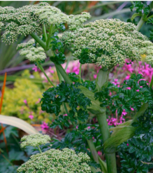 Angelica pachycarpa (Glossy Angelica)