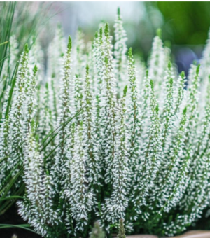 Calluna viulgaris  Beauty Ladies ‘Viva’