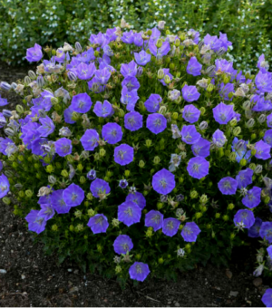 Campanula carpatica ‘Rapido Blue’ Carpathian Bellflower