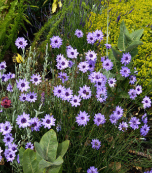 Catananche caerulea ‘Cupid's Dart’