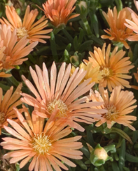 Delosperma ‘Alans Apricot’