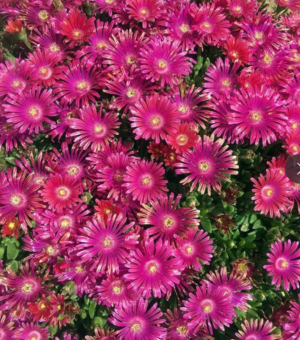 Delosperma ‘Granita Raspberry’