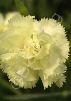 Dianthus caryophyllus Grenadin’ Yellow Sun’ (Hardy Yellow Carnation)