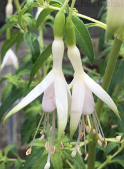 Fuchsia Hawkshead (Hardy Fuchsia)