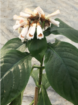 Hemiboea subcapitata (Glossy False Sinningia)