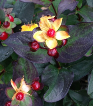 Hypericum inodorum ‘Magical Black’ (St. Johns Wort)