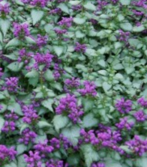 Lamium ‘Purple Dragon’