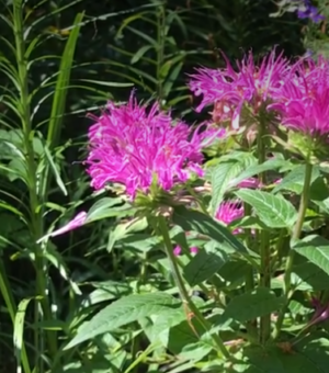 Monarda didyma ‘Blue Stockings’ (Bee Balm)