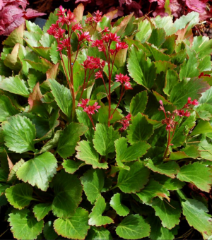 Mukgenia ‘Nova Flame’