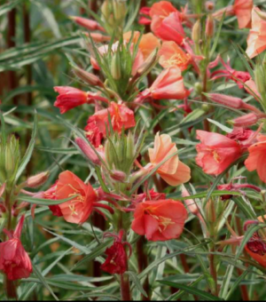 Oenothera versicolor ‘Sunset Boulevard’ (Evening Primrose)