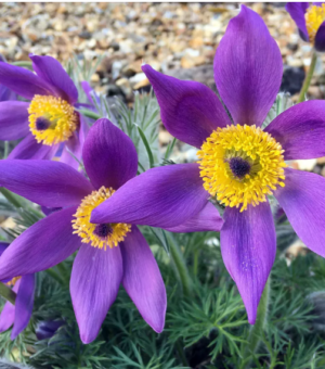 Pulsatilla vulgaris ‘Hellier Hybrids’ ((Windflower) (Alpine Pasqueflower)