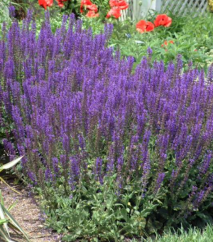 Salvia nemorosa ‘May Night’ (Meadow Sage)