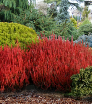 Calluna vulgaris ‘Firefly’ (Scotch Heather)