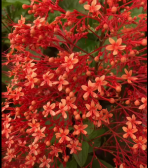 Clerodendrum paniculatum 'Starshine' (Starshine Pagoda Flower)
