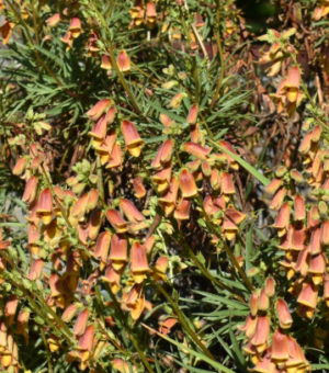 Digitalis obscura (Sunset Foxglove) (Willow Leafed Foxglove)