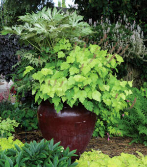 Tolmiea ‘Cool Gold’ (Piggyback Plant)