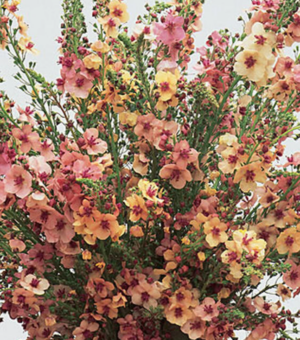 Verbascum ‘Southern Charm (Mullein)